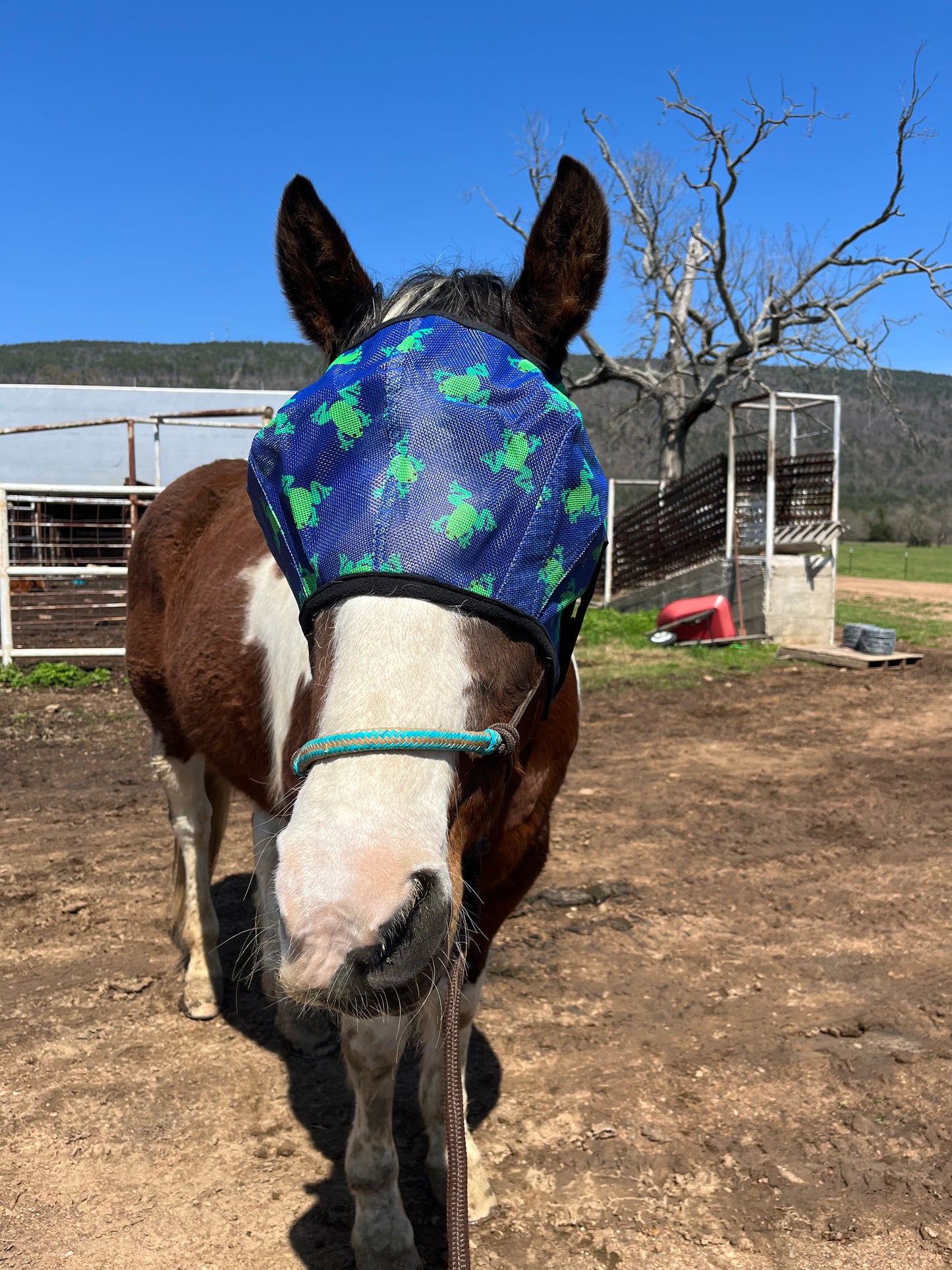 Froggie Fly Mask